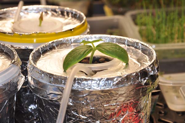 seed afloat in a container